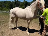 At, Kentucky mountain daddle horse — foto 1