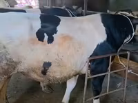 Bull, Holstein breed — photo 1