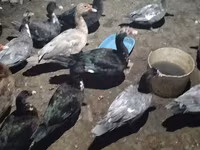 Ducks — 照片 2
