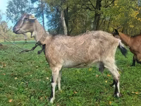 Ziege, Alpine goat — Foto 3