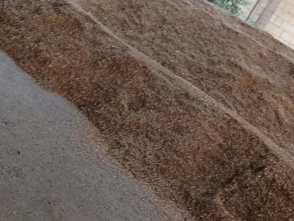 Yeni biçilib ter temiz velemirdir icinde ayri hecne ola bilməz qiymət