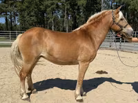 فرس, Haflinger — الصورة 2