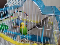 Məhsul: Dalmatian və Avstraliya cinsli dalğalı papuqaylar (budgerigar) — 照片 1