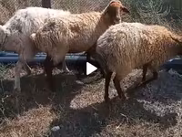 نعجة, الأغنام — الصورة 2
