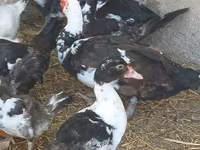 Domestic Muscovy — photo 7