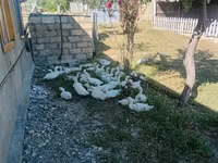 Ducks — foto 1
