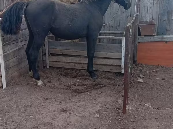 Kůň, Koně