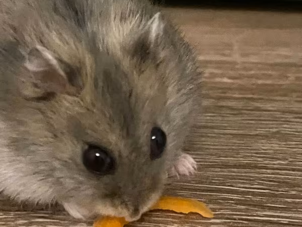 Cırtdan hamster və tam dəst qəfəs Məhsul təsviri: - Növ: cırtdan