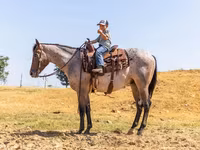 Cavalo, Quarter Horse — foto 4