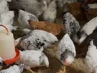 Chickens — Foto 2