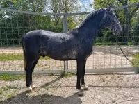 Kůň, Lipizzaner — foto 3