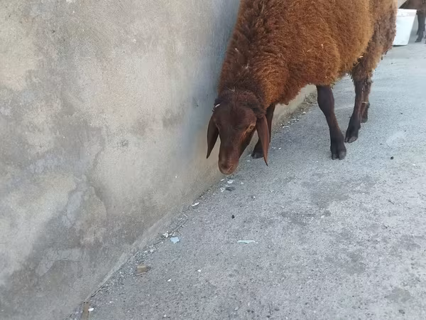Sheep (batch, sex not specified), Sheep — Azerbaijan