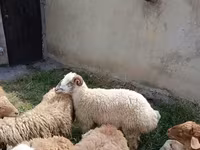 Sheep (batch, sex not specified), Sheep — photo 3