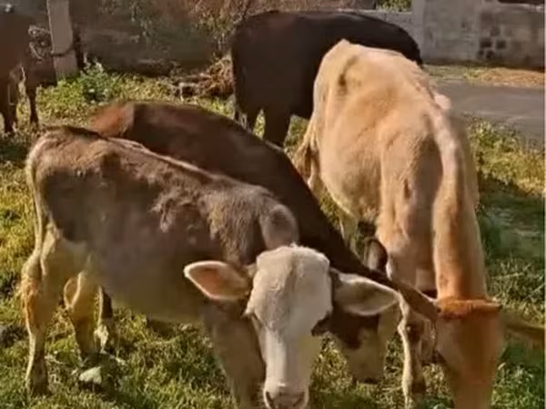Бык, Коровы — Армения