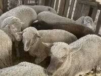 भेड़, Blackheaded Persian sheep — फ़ोटो 7