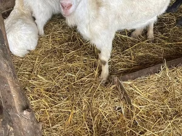 Keçi, Russian White goat