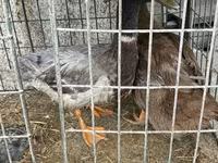 Ducks — foto 6