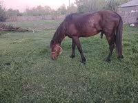 घोड़ा, Azerbaijan horse — फ़ोटो 5