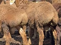 Qoç, Arashan sheep — foto 2
