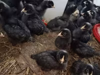 Chickens — 照片 1