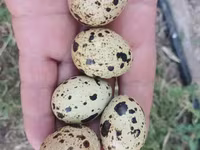 Chickens — الصورة 8