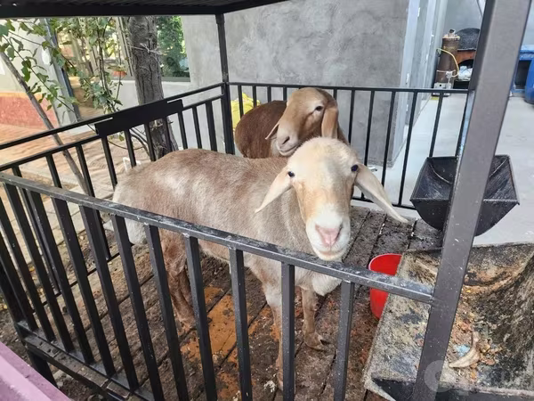 Sheep (batch, sex not specified), Sheep