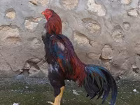 Chickens — photo 2