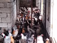 Chickens — الصورة 4
