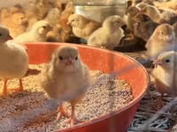 Chickens — photo 1