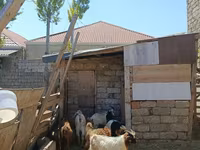 Cabro, Cabras — foto 2