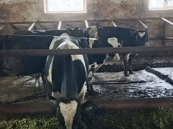 Бик, Russian Black pied cattle