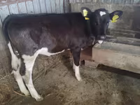 İnək, Russian Black pied cattle — foto 3