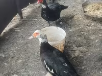 Ducks — Foto 3