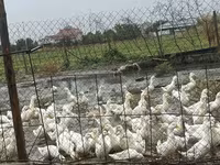 Alman Pekin — foto 1