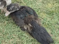 Domestic Muscovy — photo 1