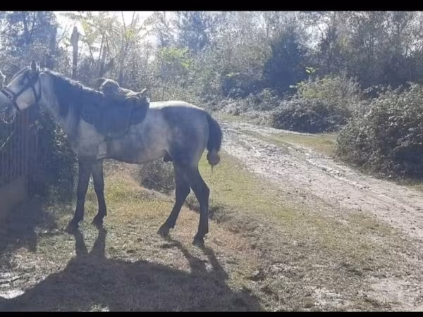 At, Azerbaijan horse — Azərbaycan