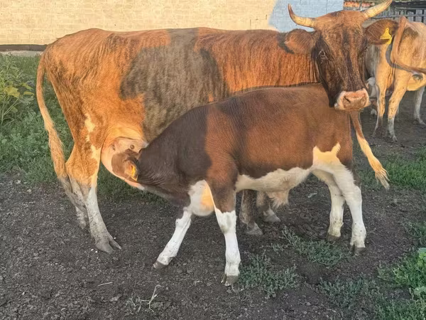 Bull, Simmental cattle