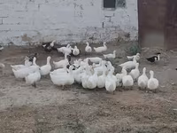 Alman Pekin — foto 2