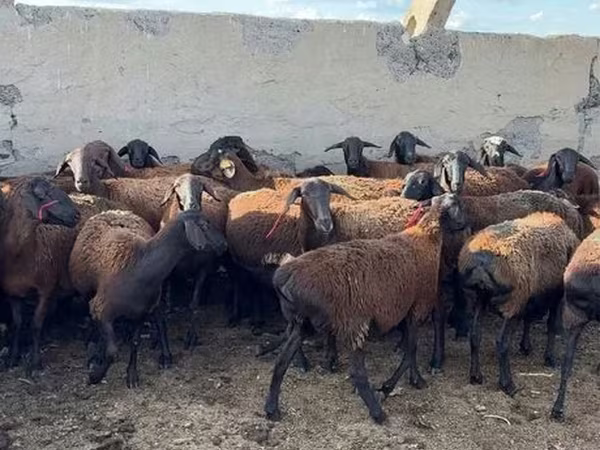 Qoç, Hissar sheep