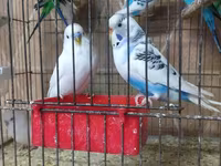 Chickens — الصورة 4