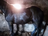 马匹（批次，未指定性别）, Horse breed — 照片 7