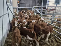 सांड, Simmental cattle — फ़ोटो 1