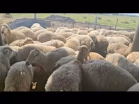 Sheep, Sheep — photo 6