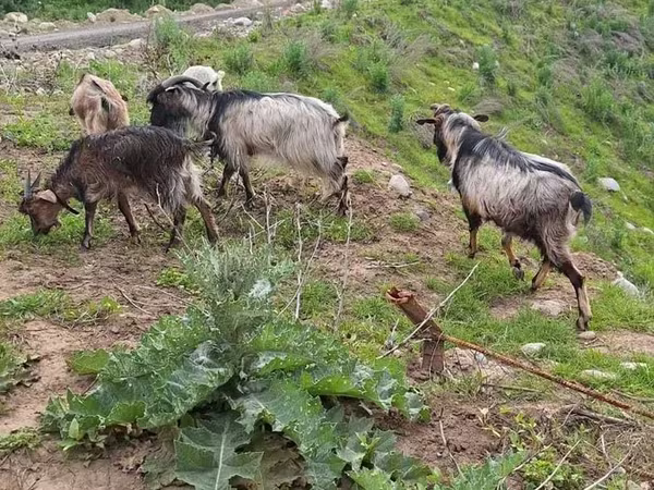 Goat, Alpine goat
