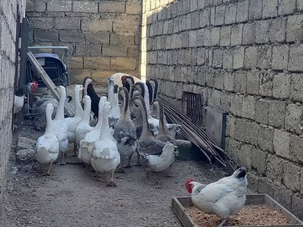 Geese — Azerbaijan