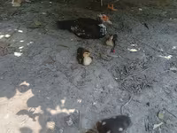 Ducks — foto 5