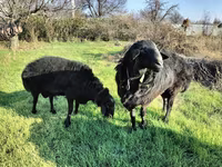 मेढ़ा, Tian-Shan semifinewool sheep — फ़ोटो 4