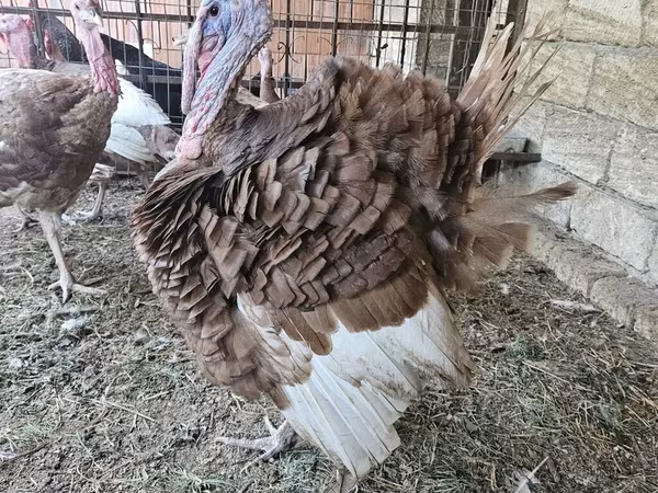 Geniş Sinəli Ağ — Azərbaycan