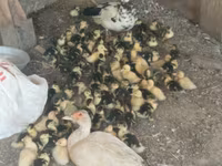 Ducks — photo 2