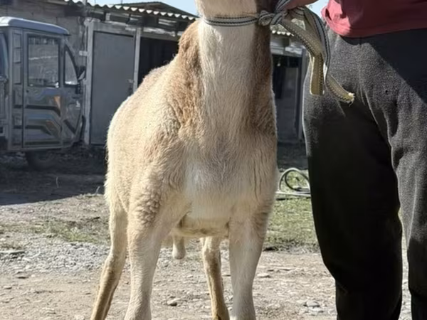 Carneiro, Arashan sheep
